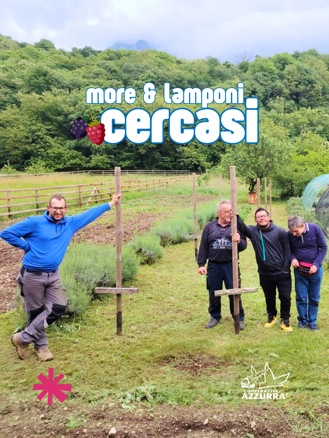 more & lamponi cercasi